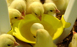 Group of young chickens drinking water.